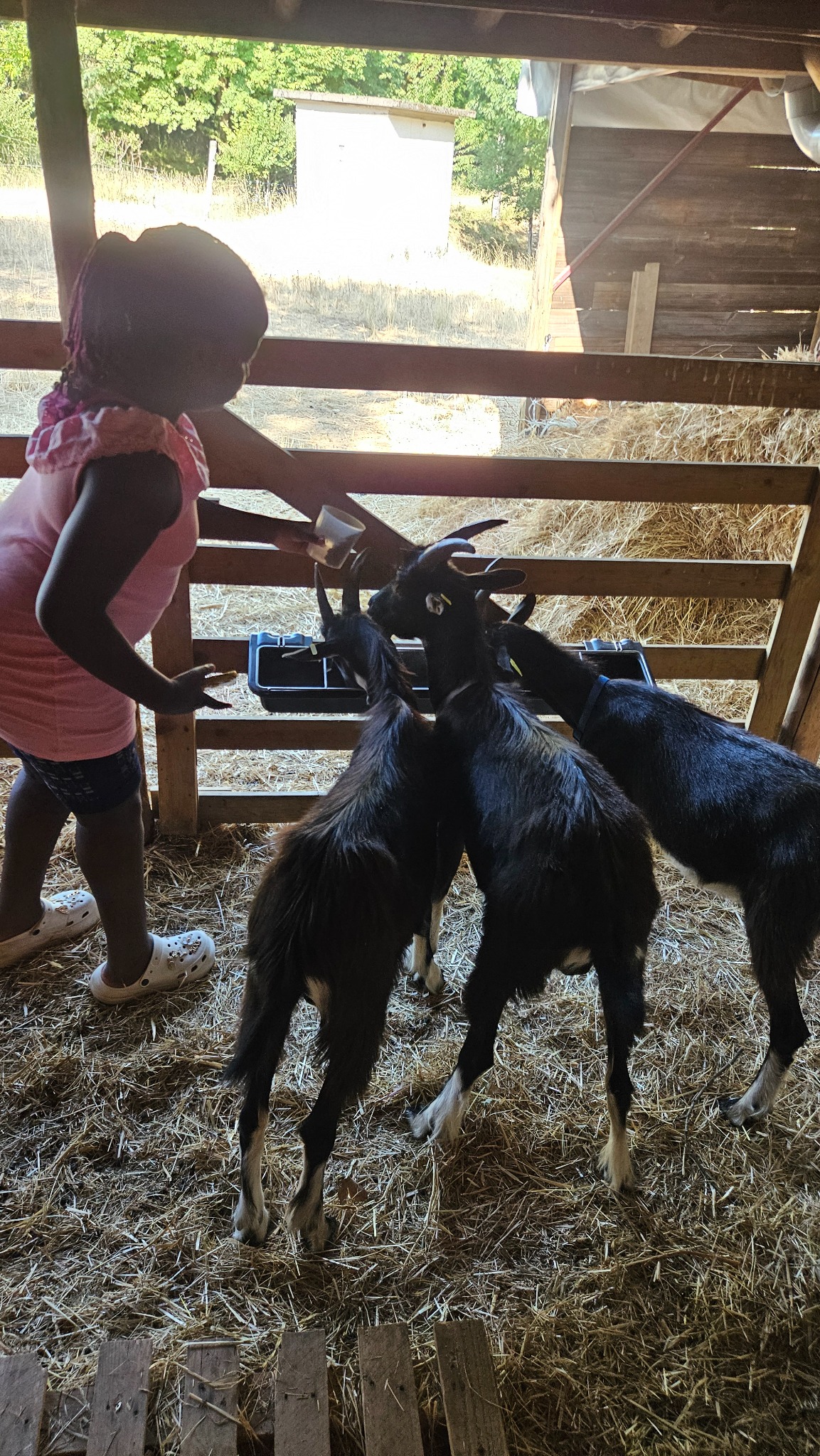 Un enfant participe au nourrissage des chèvres de la mini-ferme du Camping Ohana