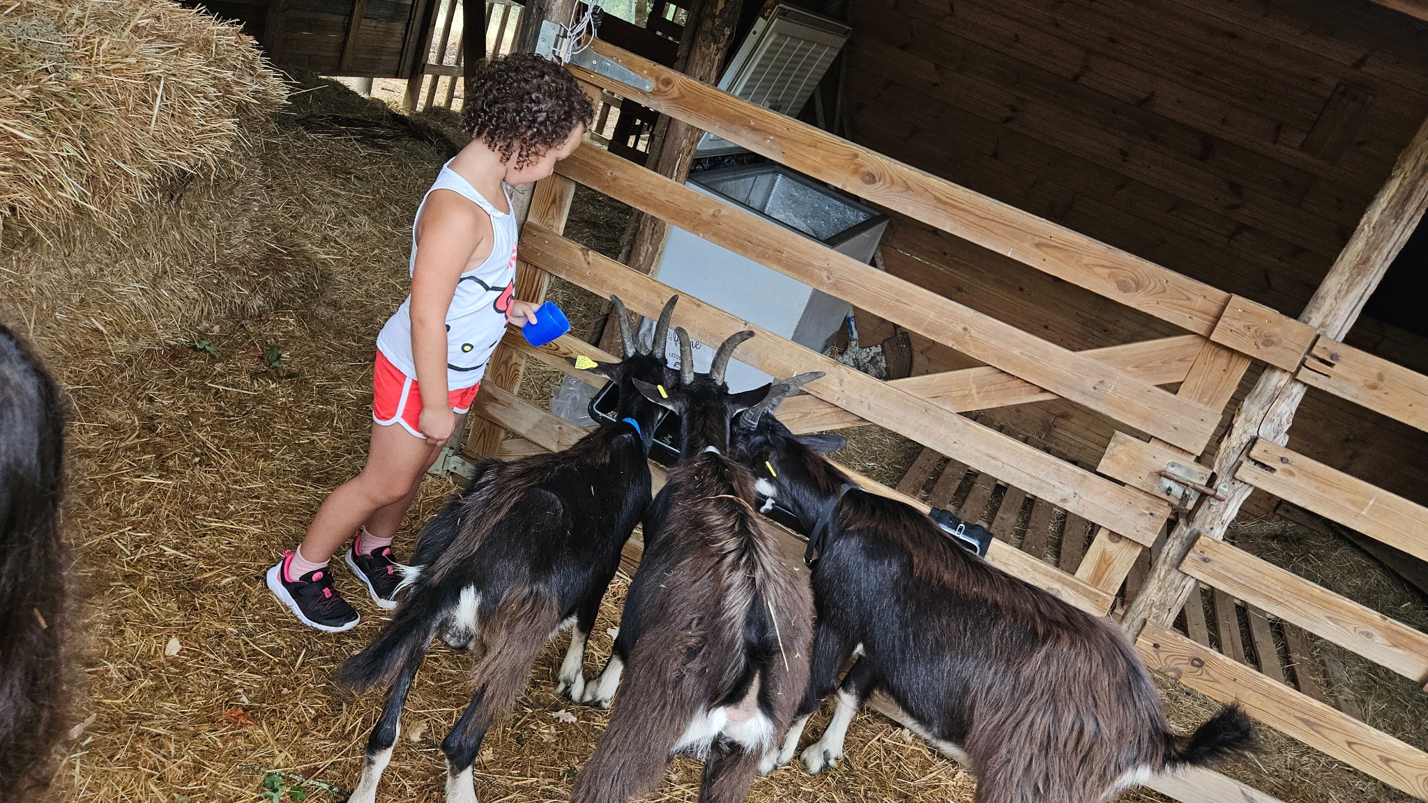 Un enfant auprès des chèvres pendant le nourrissage à la mini-ferme du Camping Ohana