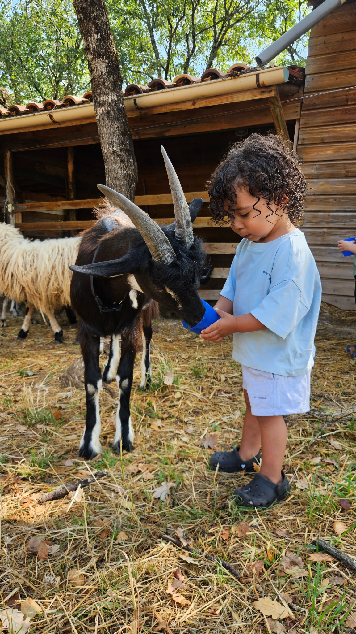 Un enfant donne à manger à une chèvre à la mini-ferme du Camping Ohana