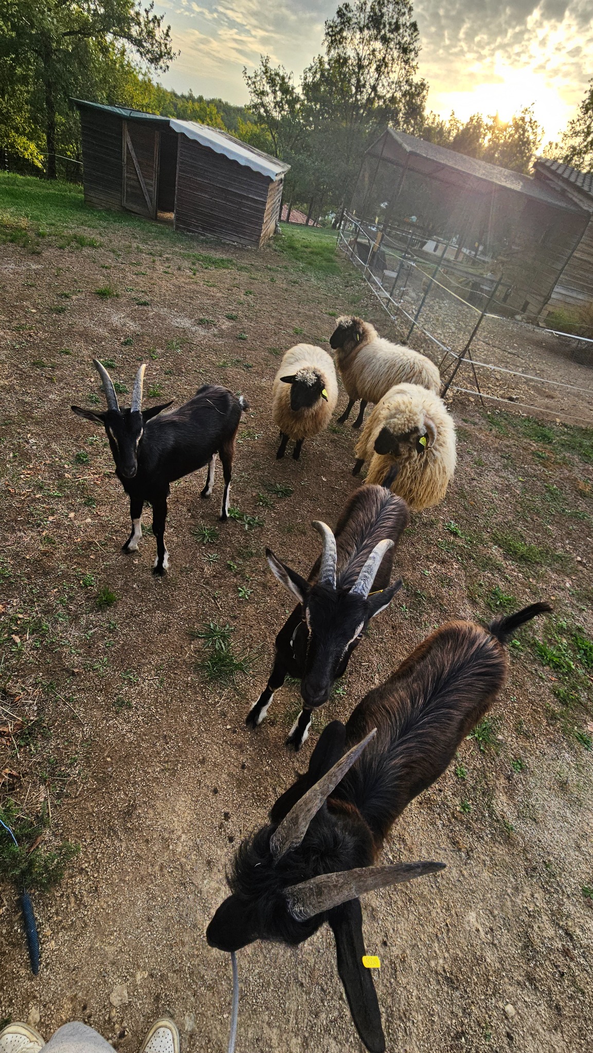 Les chèvres et les moutons réunis dans leur enclos au Camping Ohana
