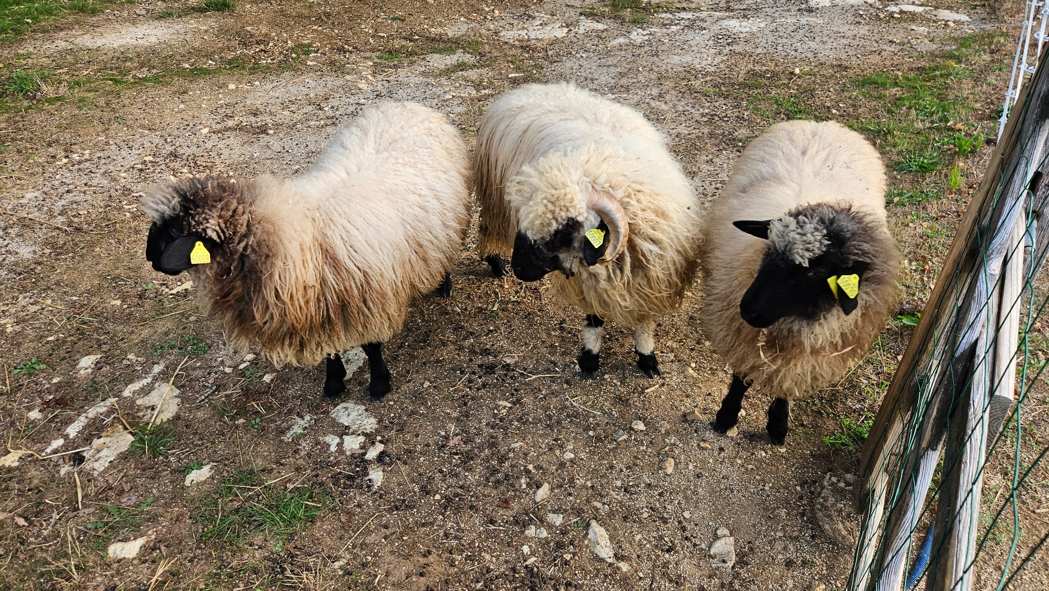 Trois moutons dans l’enclos de la mini-ferme du Camping Ohana