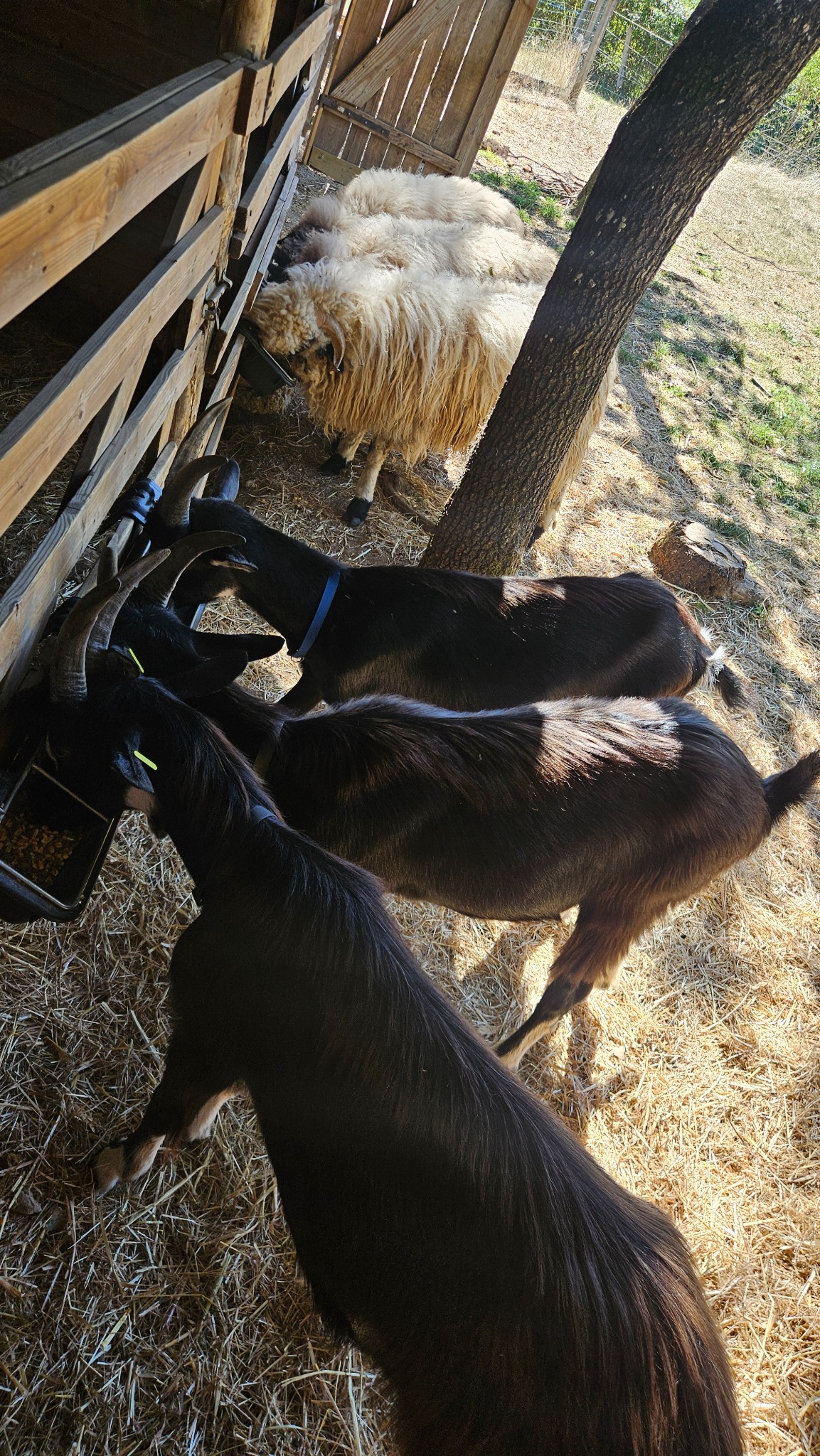 Chèvres et moutons près des mangeoires de la mini-ferme du Camping Ohana
