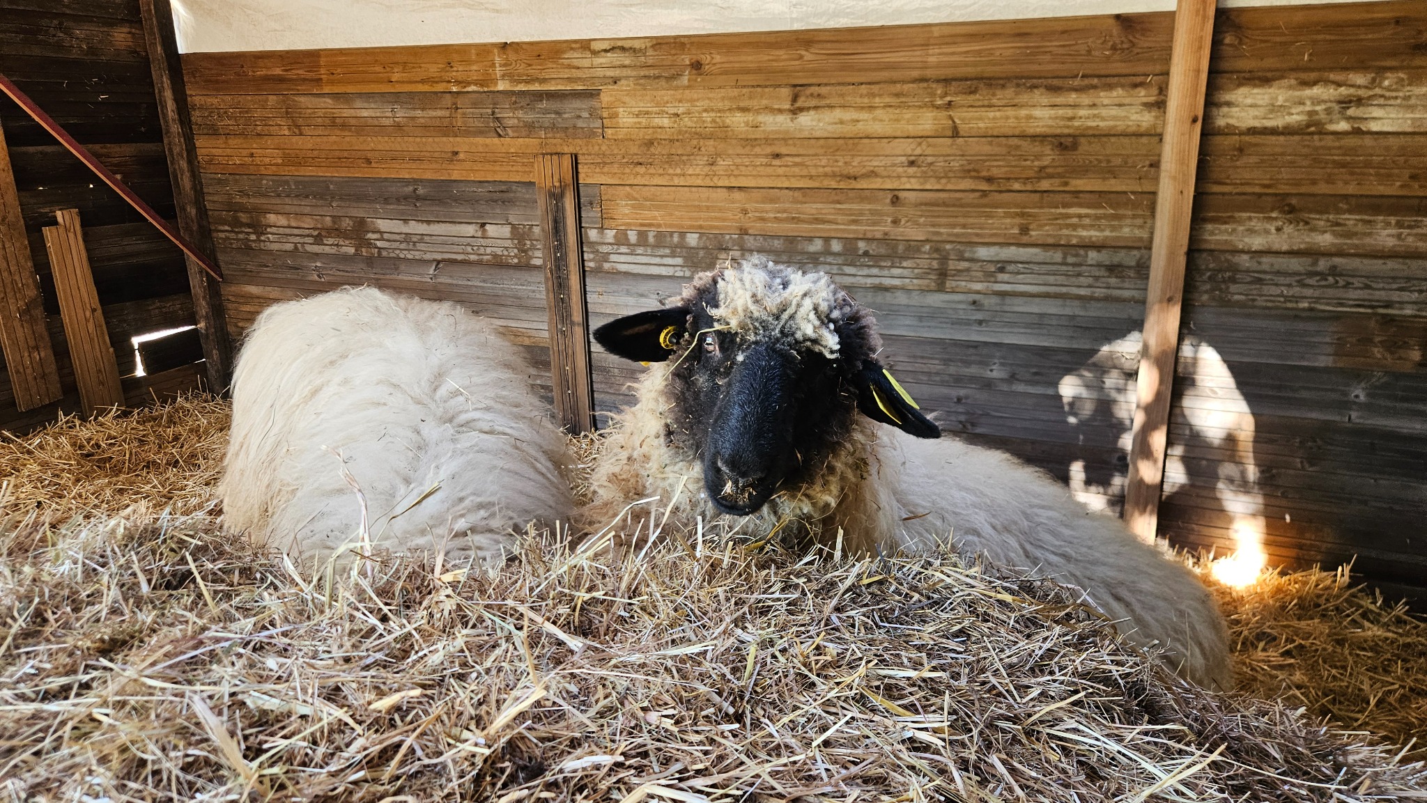 Un mouton se repose sur la paille dans son abri au Camping Ohana