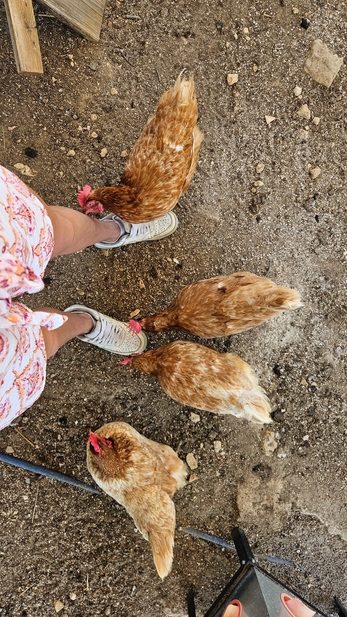 Les poules de la mini-ferme près des visiteurs du Camping Ohana