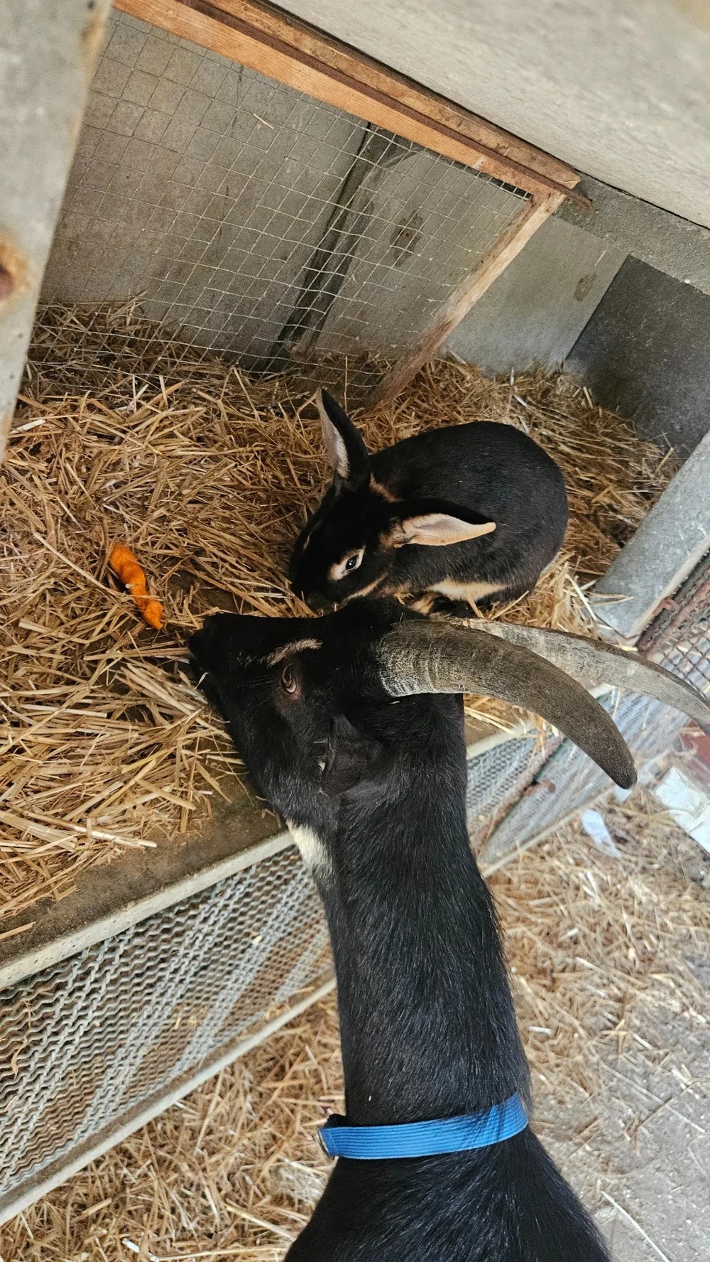 Deux chèvres dans leur abri à la mini-ferme du Camping Ohana