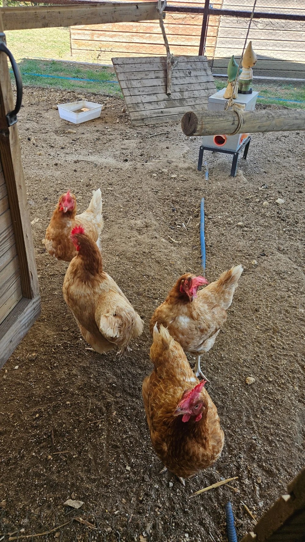 Les poules dans leur enclos à la mini-ferme du Camping Ohana