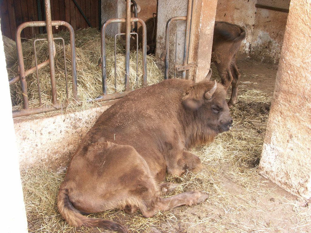 Un bison au parc animalier de Gramat