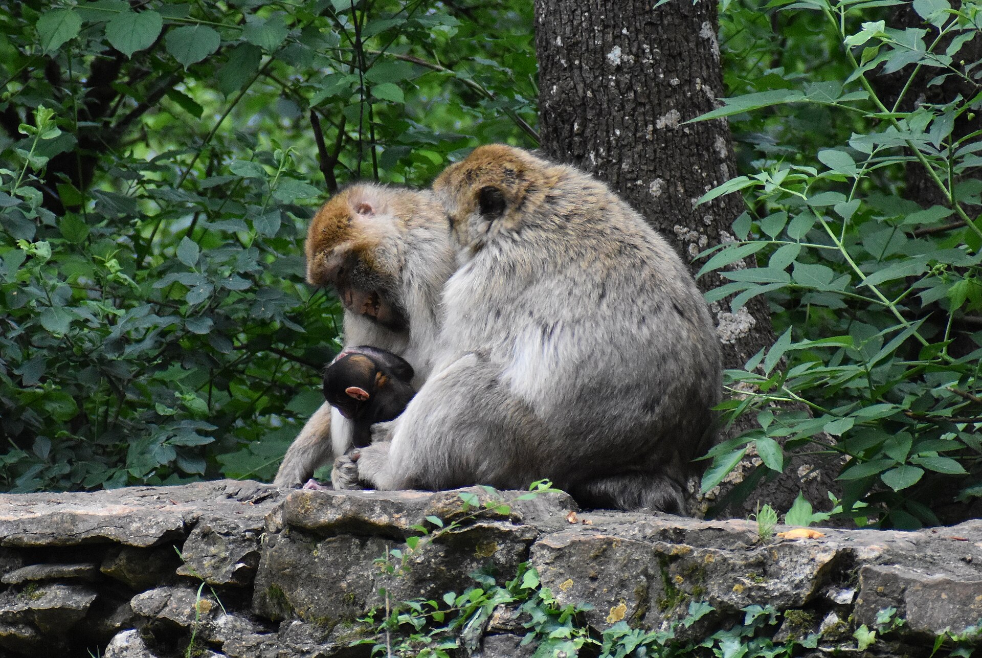 Macaques de Barbarie Ă la ForĂŞt des Singes de Rocamadour
